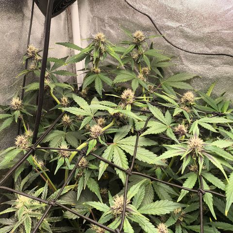 BlackBerry Auto growlog timeline photo
