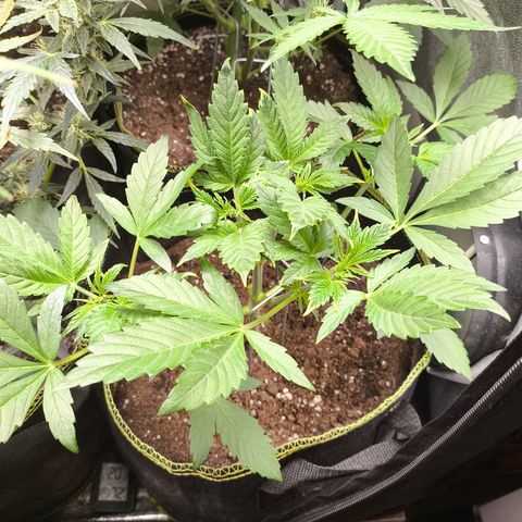 Apricot Auto growlog timeline photo