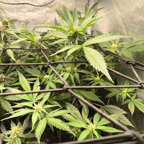 Lemon Cherry Cookies Auto growlog timeline photo