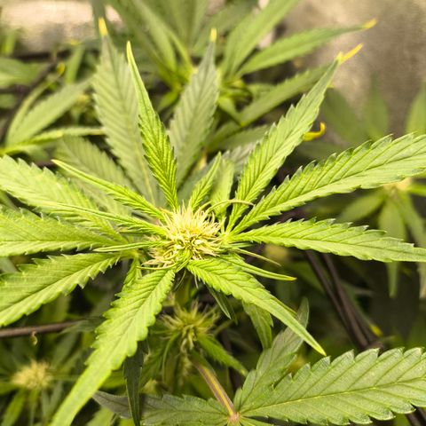 Lemon Cherry Cookies Auto growlog timeline photo