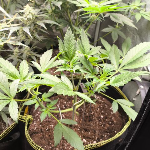 Apricot Auto growlog timeline photo
