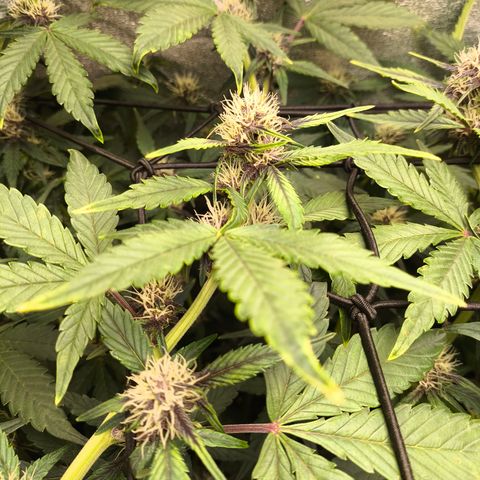 BlackBerry Auto growlog timeline photo