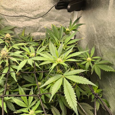 Lemon Cherry Cookies Auto growlog timeline photo