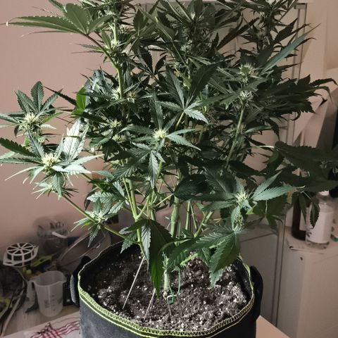 Lemon Cherry Cookies Auto growlog timeline photo