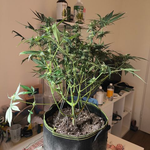 Lemon Cherry Cookies Auto growlog timeline photo