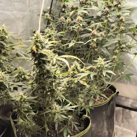 Gorilla Zkittlez Auto growlog timeline photo