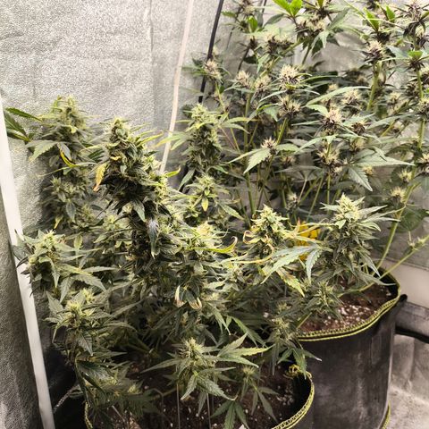 Gorilla Zkittlez Auto growlog timeline photo