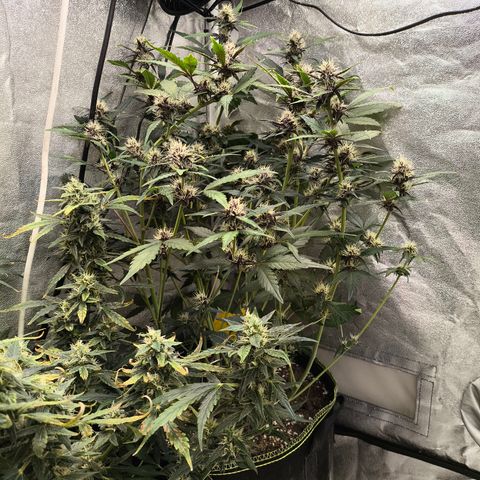 BlackBerry Auto growlog timeline photo