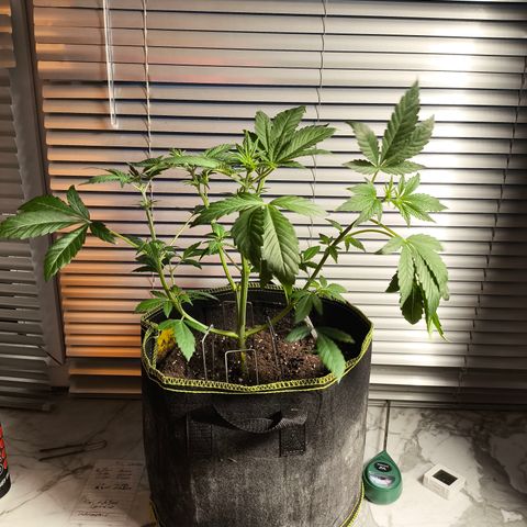 Apricot Auto growlog timeline photo