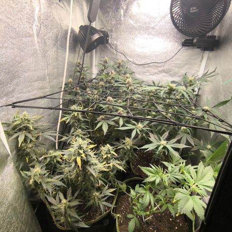 Apricot Auto growlog timeline photo