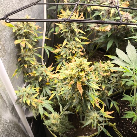 Gorilla Zkittlez Auto growlog timeline photo