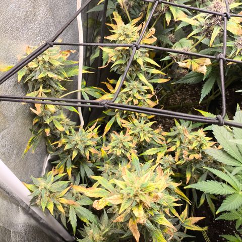 Gorilla Zkittlez Auto growlog timeline photo