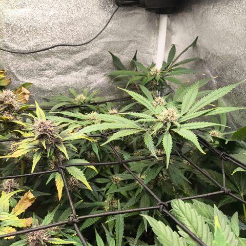 Lemon Cherry Cookies Auto growlog timeline photo