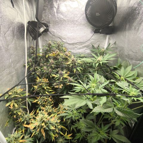 Apricot Auto growlog timeline photo