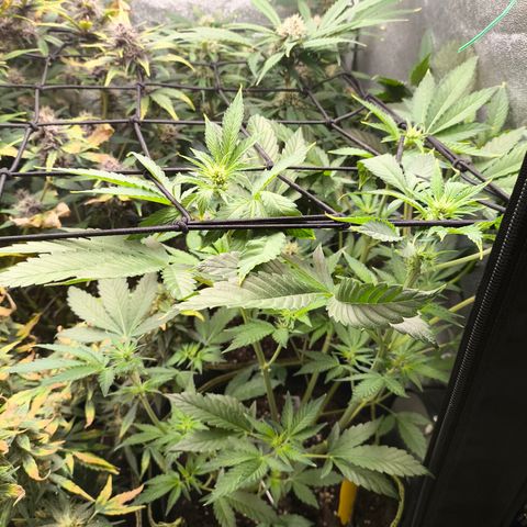 Apricot Auto growlog timeline photo