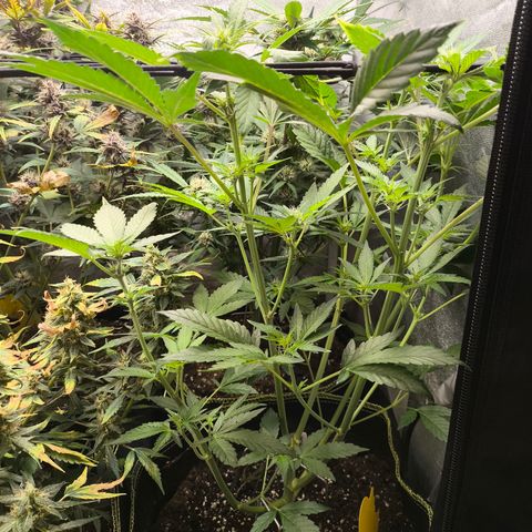 Apricot Auto growlog timeline photo