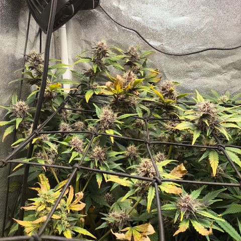 BlackBerry Auto growlog timeline photo