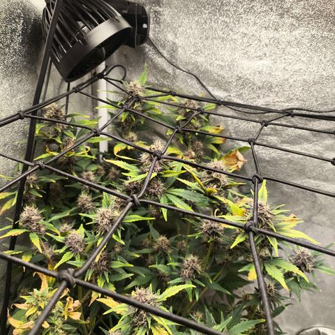 BlackBerry Auto growlog timeline photo
