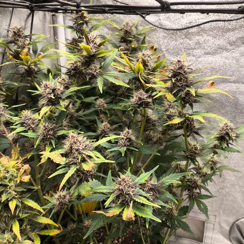 BlackBerry Auto growlog timeline photo
