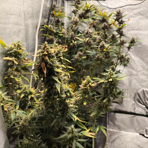 Gorilla Zkittlez Auto growlog timeline photo
