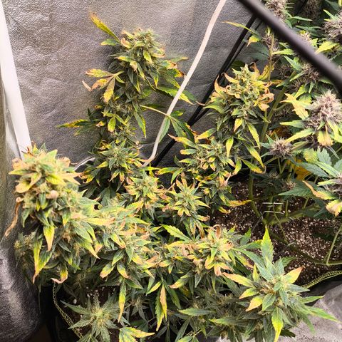 Gorilla Zkittlez Auto growlog timeline photo