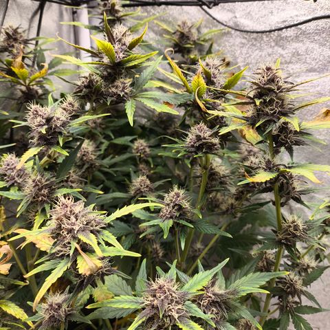 BlackBerry Auto growlog timeline photo