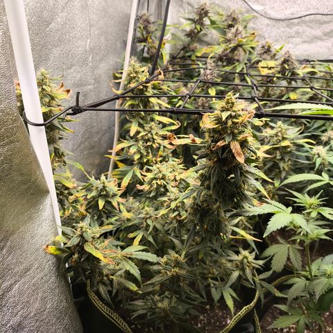 Gorilla Zkittlez Auto growlog timeline photo