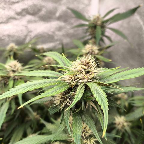 Lemon Cherry Cookies Auto growlog timeline photo