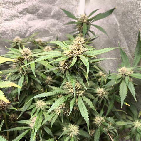 Lemon Cherry Cookies Auto growlog timeline photo