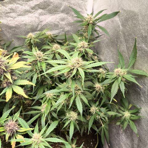 Lemon Cherry Cookies Auto growlog timeline photo