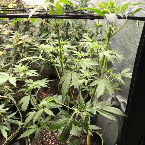 Apricot Auto growlog timeline photo