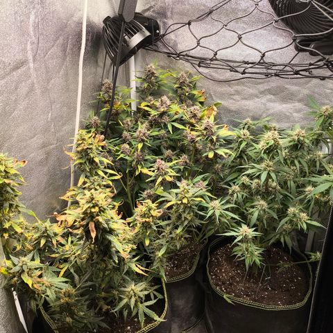 Lemon Cherry Cookies Auto growlog timeline photo