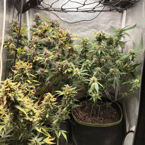 Lemon Cherry Cookies Auto growlog timeline photo