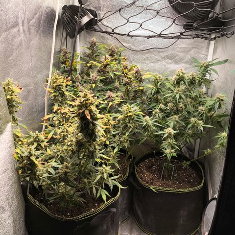 Lemon Cherry Cookies Auto growlog timeline photo