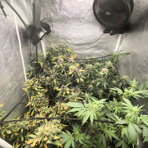 Apricot Auto growlog timeline photo