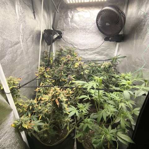 Apricot Auto growlog timeline photo