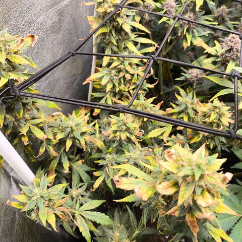 Gorilla Zkittlez Auto growlog timeline photo