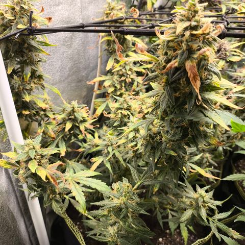 Gorilla Zkittlez Auto growlog timeline photo