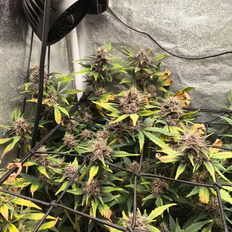 BlackBerry Auto growlog timeline photo