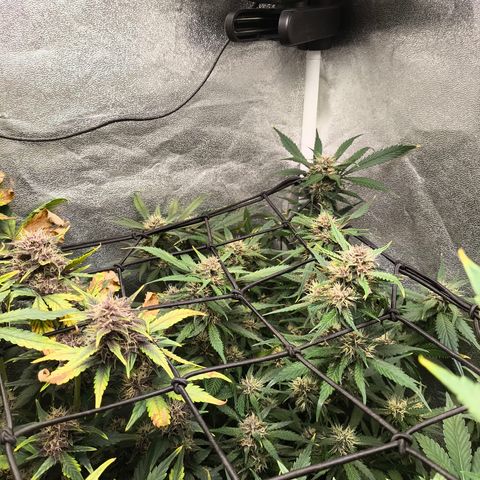 Lemon Cherry Cookies Auto growlog timeline photo
