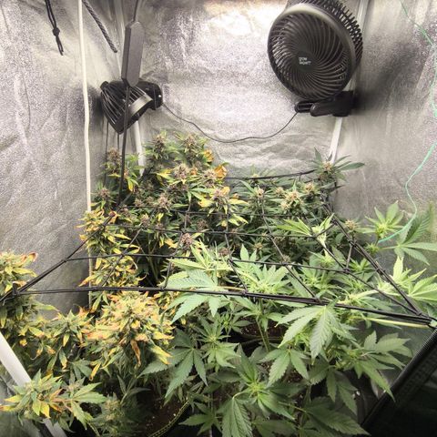 Apricot Auto growlog timeline photo
