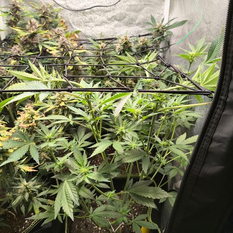 Apricot Auto growlog timeline photo