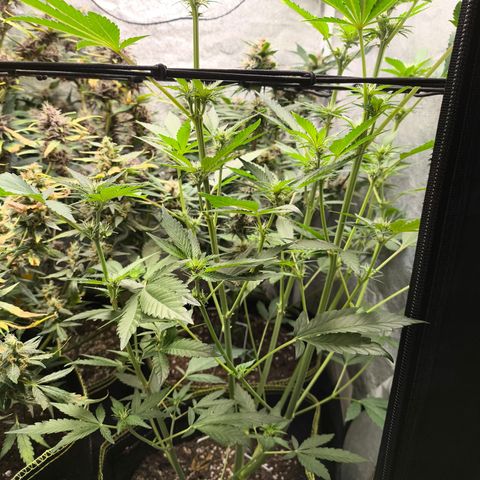 Apricot Auto growlog timeline photo