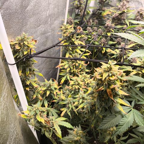 Gorilla Zkittlez Auto growlog timeline photo