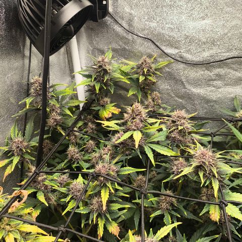BlackBerry Auto growlog timeline photo