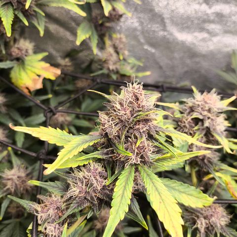 BlackBerry Auto growlog timeline photo