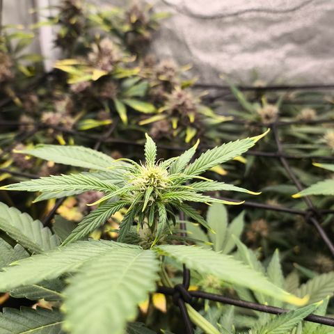 Apricot Auto growlog timeline photo