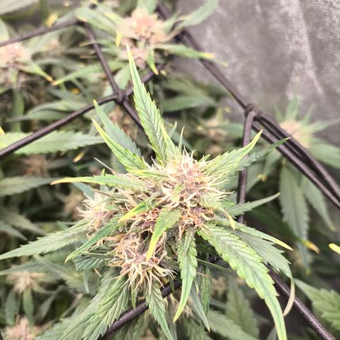Lemon Cherry Cookies Auto growlog timeline photo