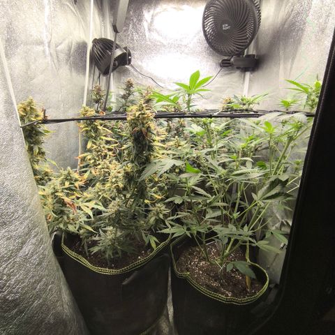 Apricot Auto growlog timeline photo
