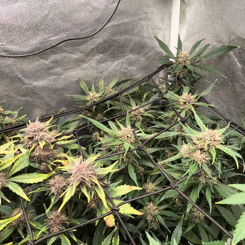 Lemon Cherry Cookies Auto growlog timeline photo